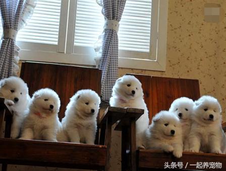 萨摩耶犬容易咬人吗,萨摩耶犬会咬人吗