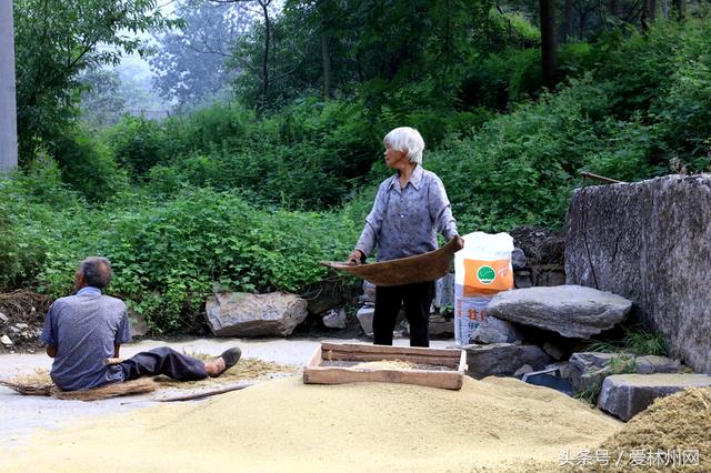 深山老林两口子原始方法打谷子称野猪经常毁坏庄稼到手的太少