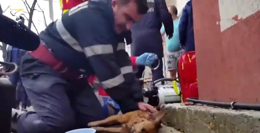 狗狗被烟雾熏晕了,狗狗火灾吸入大量浓烟