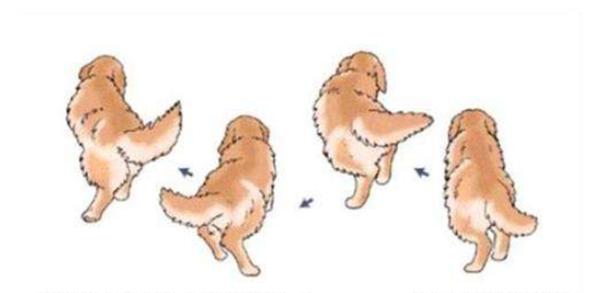 金毛成长要注意什么,金毛成长记日常调皮