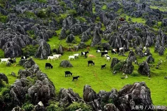 佛山西站出发动车直达!九月的普者黑,美成一幅脱俗的3D田园画~
