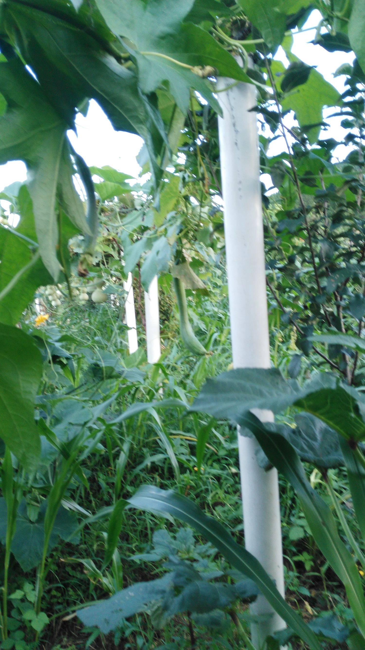 丝瓜汤治咽炎的偏方,丝瓜水治慢性咽炎一天喝几次