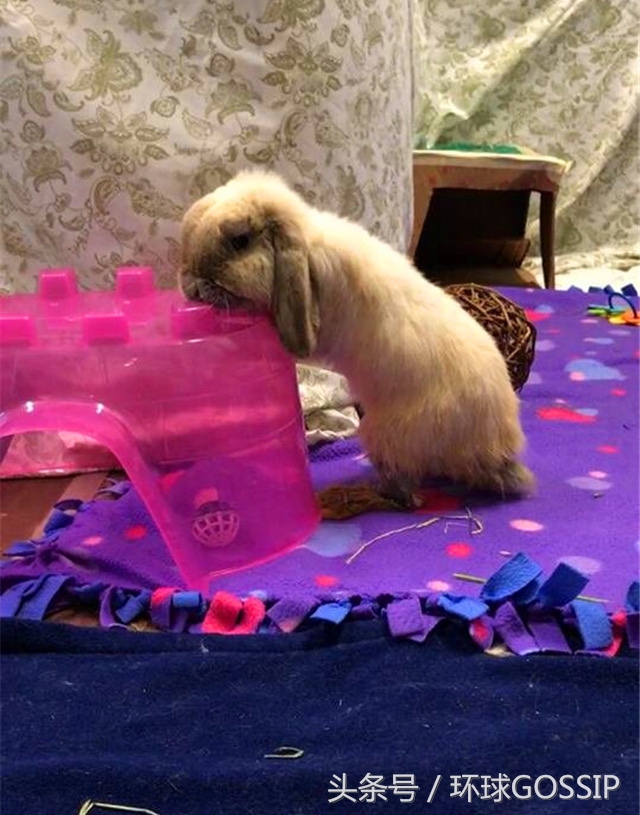 兔子牙齿弯怎么治疗,兔子牙齿逆生长能治好吗