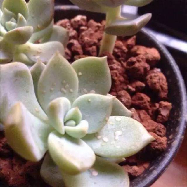 怎么预防植物长虫子,夏天植物爱长虫子