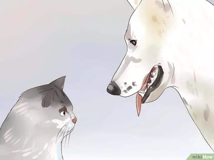 领养的新猫到家后的正确流程,怎么把新猫带回家