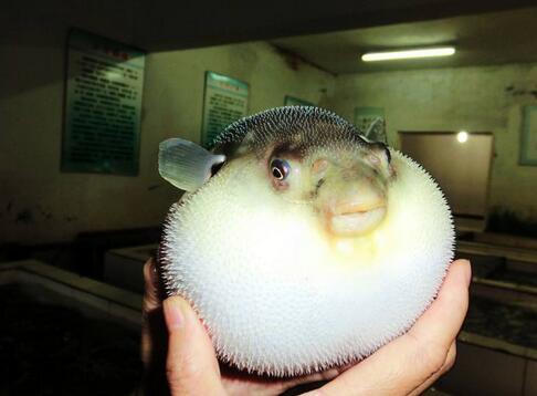 最新的科普五个有趣的冷知识,最奇葩的冷门知识大全