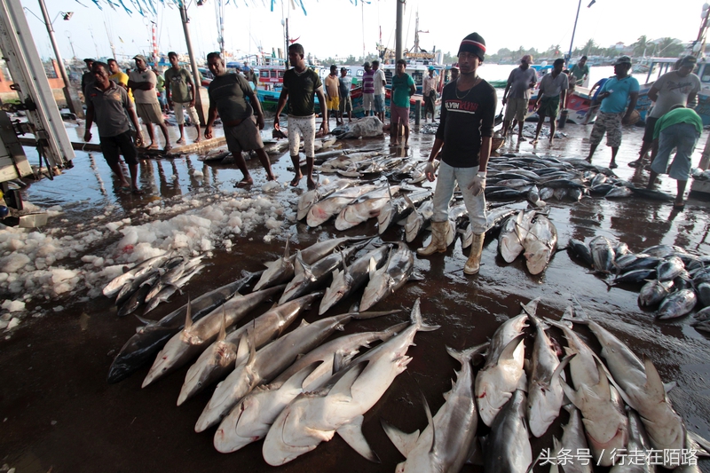 晚间捕鱼的渔民,晚上捕鱼白天卖寿司