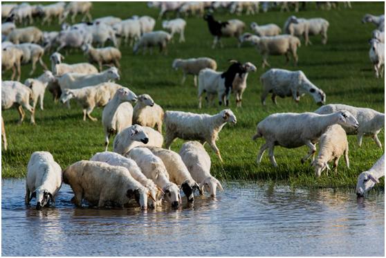城会玩！正宗蒙古包现身源著天街