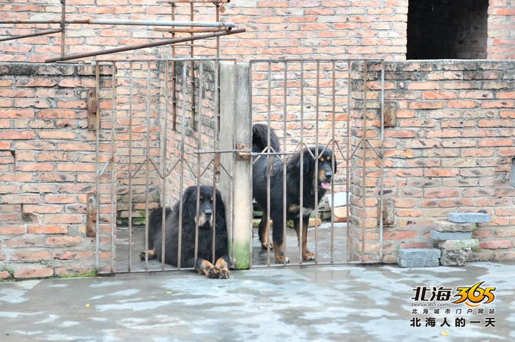 陈荣华北海,北海人的一天