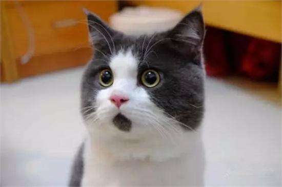 怎样查三险一金缴纳情况,现在还可以交三险一金吗