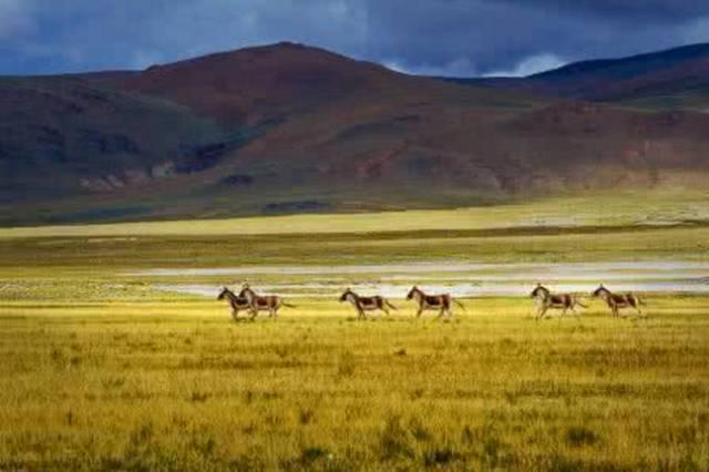 阿里北线自驾详细攻略,冬季阿里自驾攻略