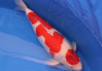 锦鲤鱼怎样挑选品种,锦鲤鱼品种大全大图