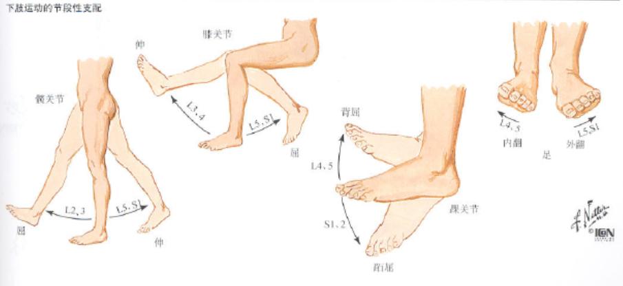 腰椎间盘突出根性症状临床表现,极外侧型腰椎间盘突出症临床表现