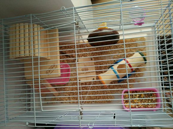 仓鼠越狱后很多小时才发现怎么办,仓鼠越狱怎么安慰