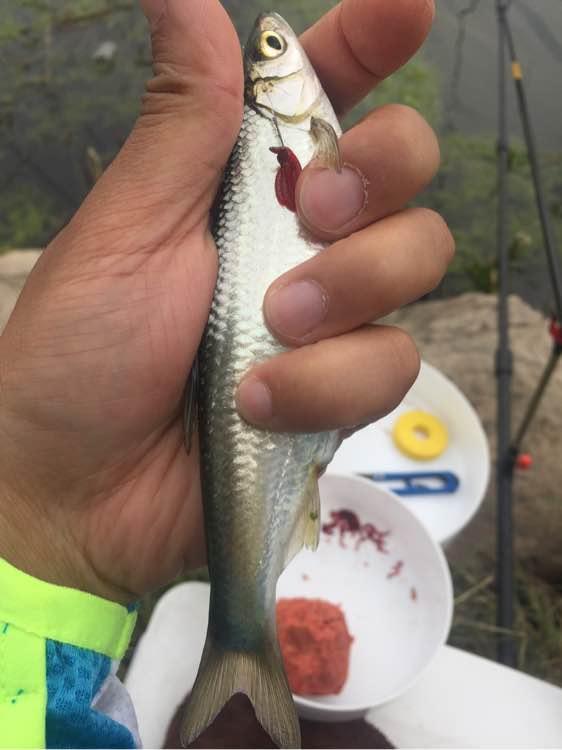 上班绑鱼钩，午休去钓鱼，因为工作耽搁了钓鱼，太不值！