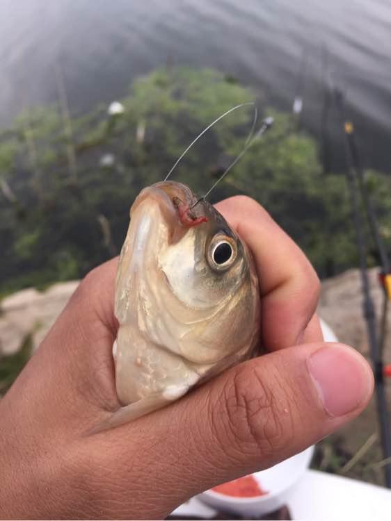 上班绑鱼钩，午休去钓鱼，因为工作耽搁了钓鱼，太不值！