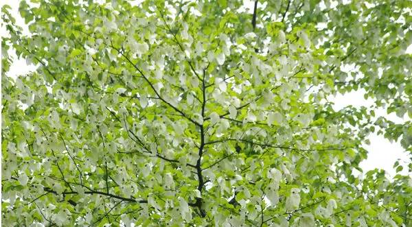 珙县情况,珙县的来历