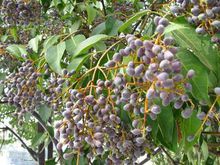 女贞子有啥,女贞子有两种么