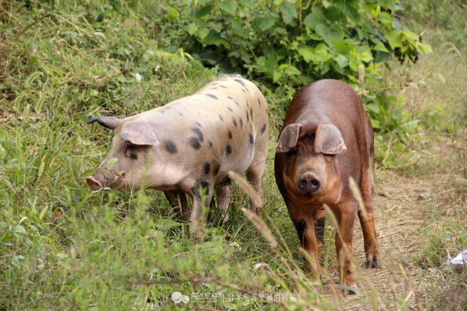 水秀山青下一句,农庄山清水秀的好地方