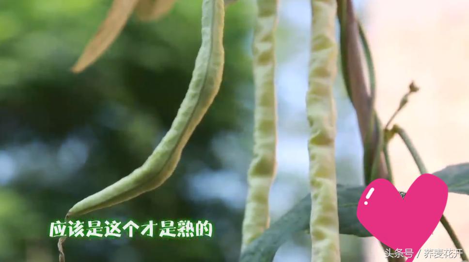 红豆的毒性有多大,红豆毒性是什么