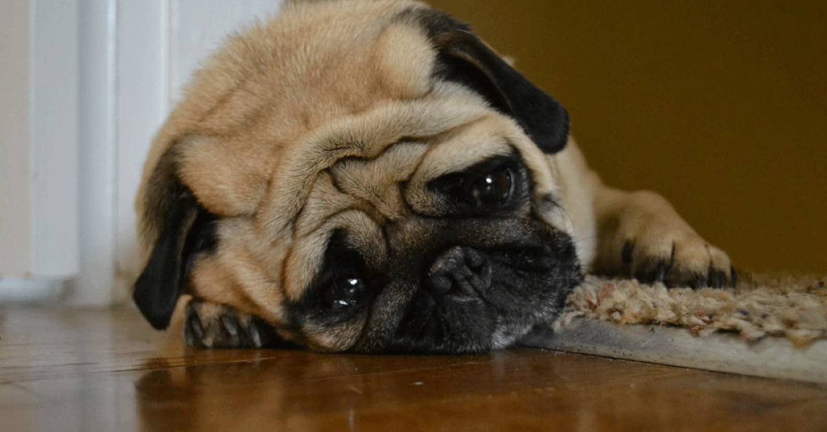 不打不骂不教育的方法,不打不骂治狗第一招