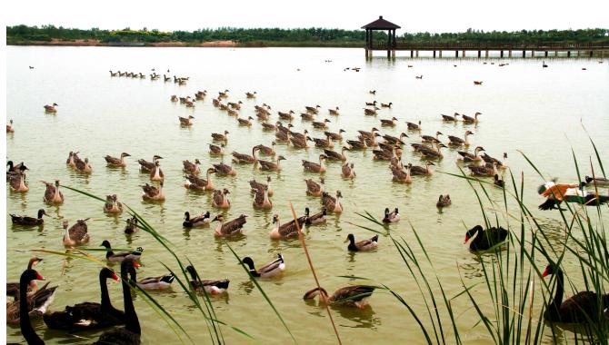 滨州鸟类湿地公园,滨州北海凤鸣鸟类公园