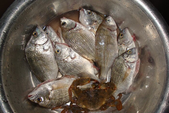 日照海捕海鲜有哪些,日照赶海后抓到的海鲜去哪儿吃