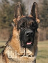 锤系德牧好还是赛级德牧好,为什么叫德牧狼狗