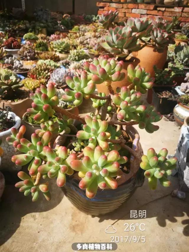 夕阳西下,养多肉的人没有在天涯,在家!