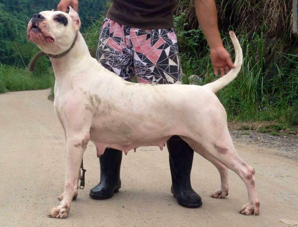 杜高训练方法和技巧,杜高幼犬的最佳养殖方法