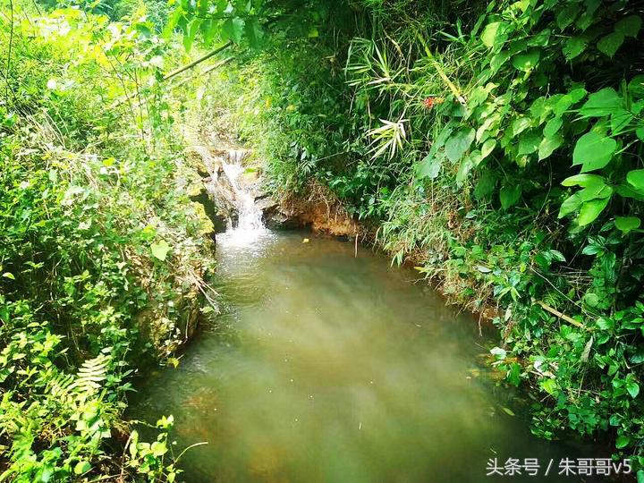 横县校椅镇马毕村茉莉庄园,广西横县茉莉庄园