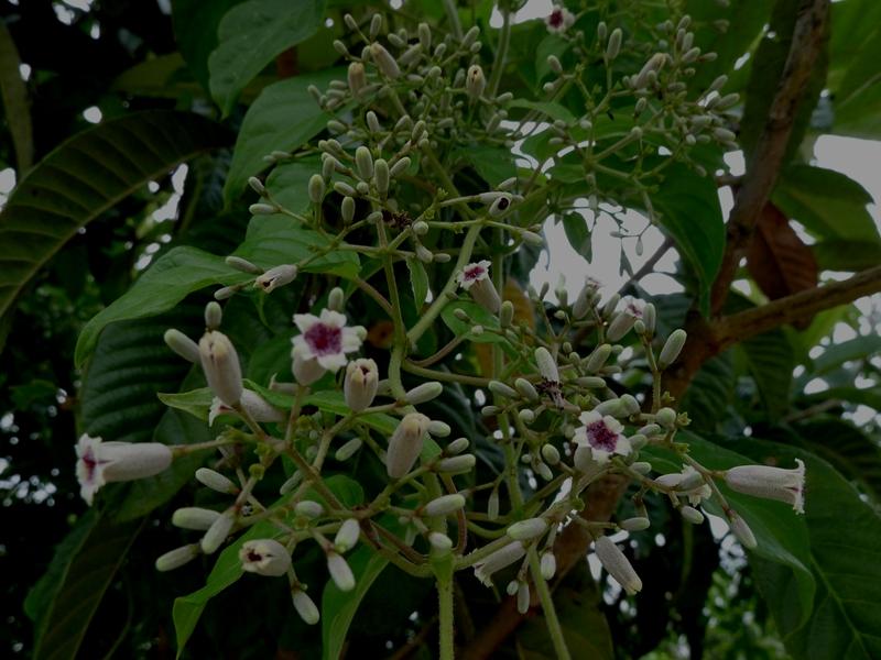 鸡屎藤能祛邪避病,臭鸡屎藤的危害