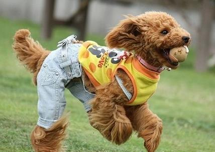 天气转凉怎么给狗狗补充营养,天气热该怎么养狗狗好呢