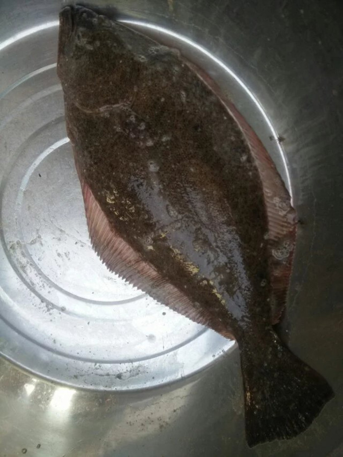 日照海捕海鲜有哪些,日照赶海后抓到的海鲜去哪儿吃