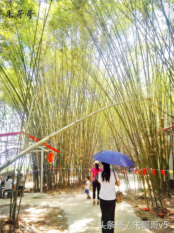 横县校椅镇马毕村茉莉庄园,广西横县茉莉庄园