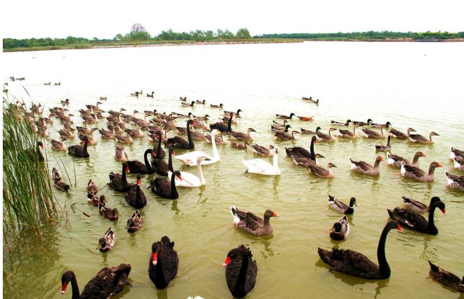 滨州鸟类湿地公园,滨州北海凤鸣鸟类公园