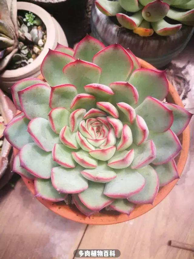 夕阳西下,养多肉的人没有在天涯,在家!