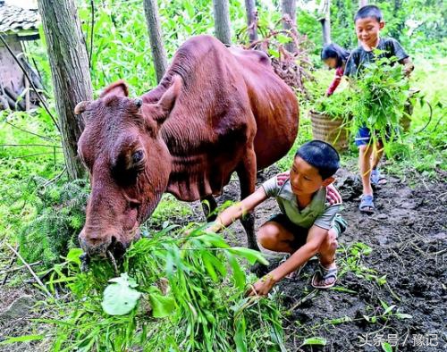 不会掂镰割草,你就算不上地道的河南农村娃