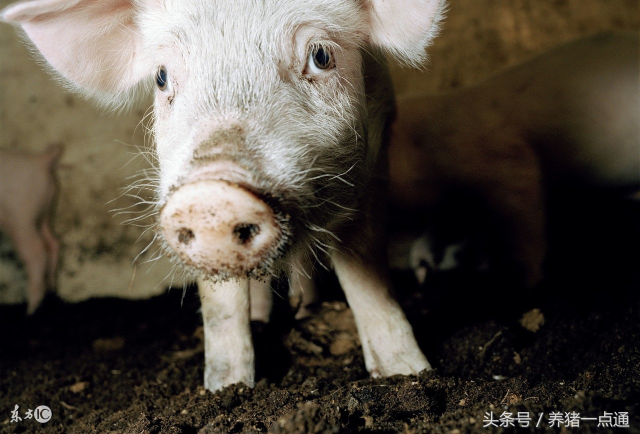 养猪治病药物经典配方,养猪饲料配什么药物