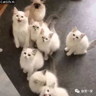 宠物交易骗局视频大全,宠物售卖骗局套路