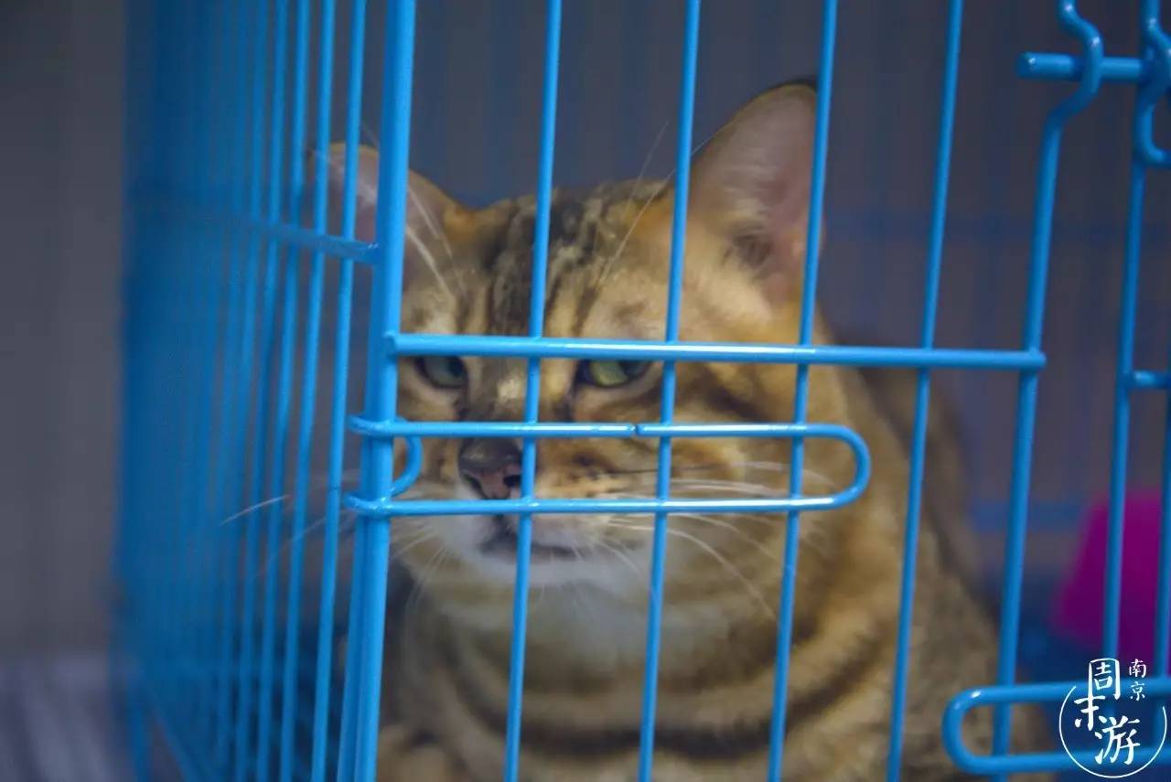 南京市最大的花鸟鱼虫市场在哪里,逛花鸟鱼虫市场的视频