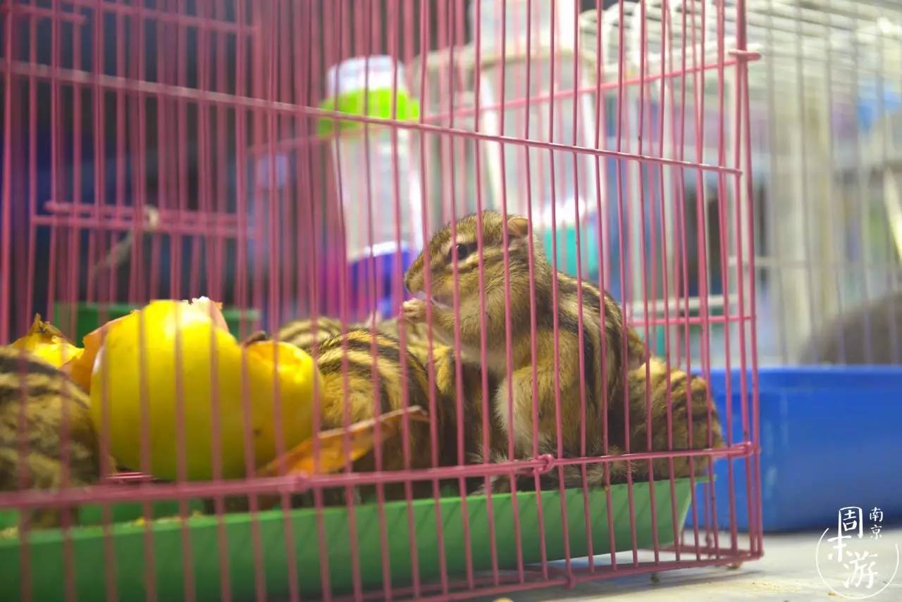 南京的花鸟市场在什么地方,南京夫子庙花鸟鱼虫市场