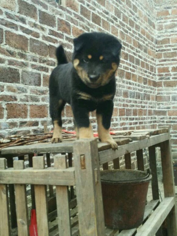 这些才是纯正的中国土狗，最优秀的品种，别觉得养土狗丢脸啦！