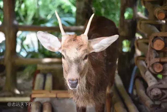 最美的女童海南,最美的小女生去游乐场玩