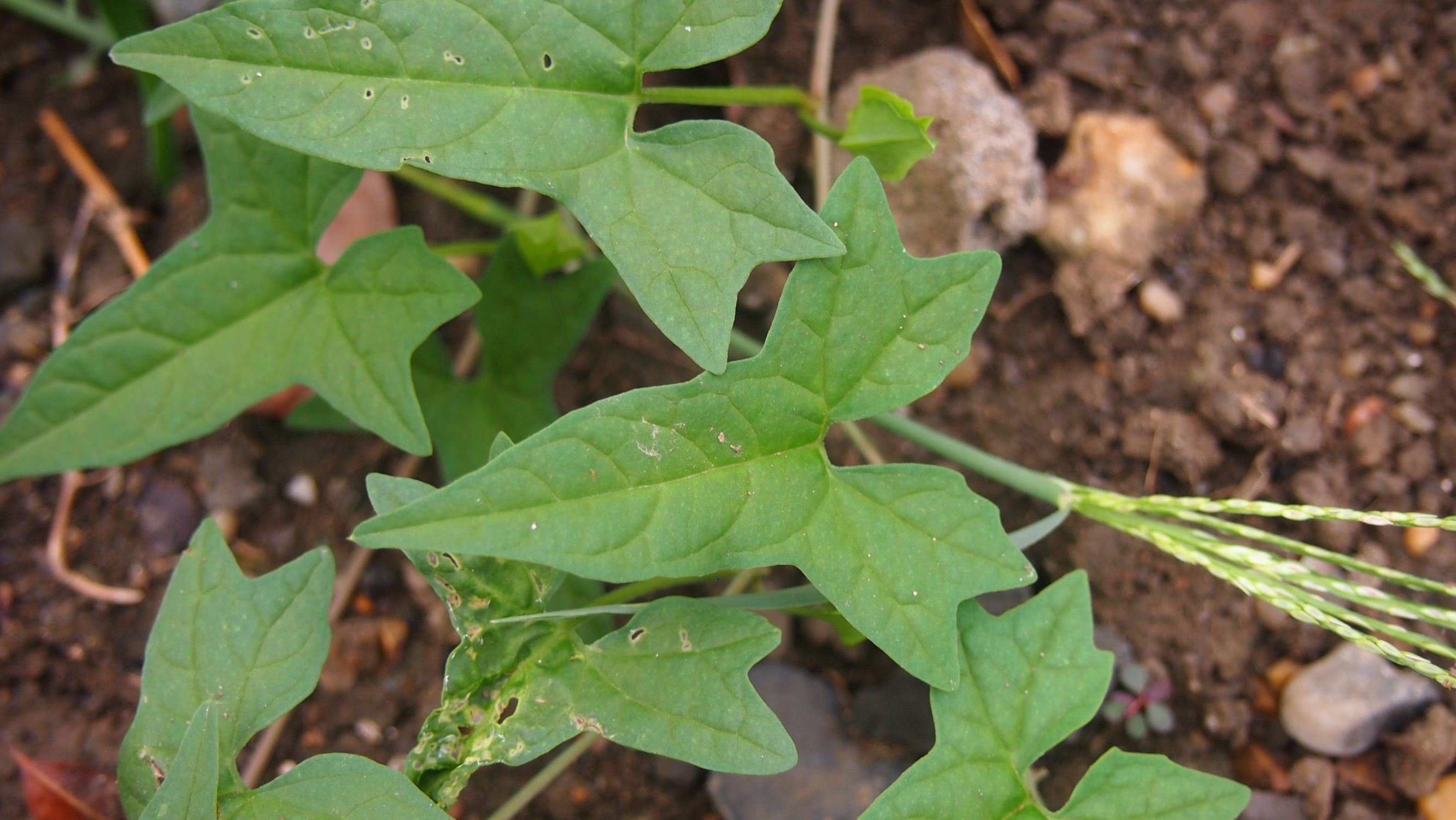 旋花：篱天剑斩妖除魔，大喇叭高奏凯歌