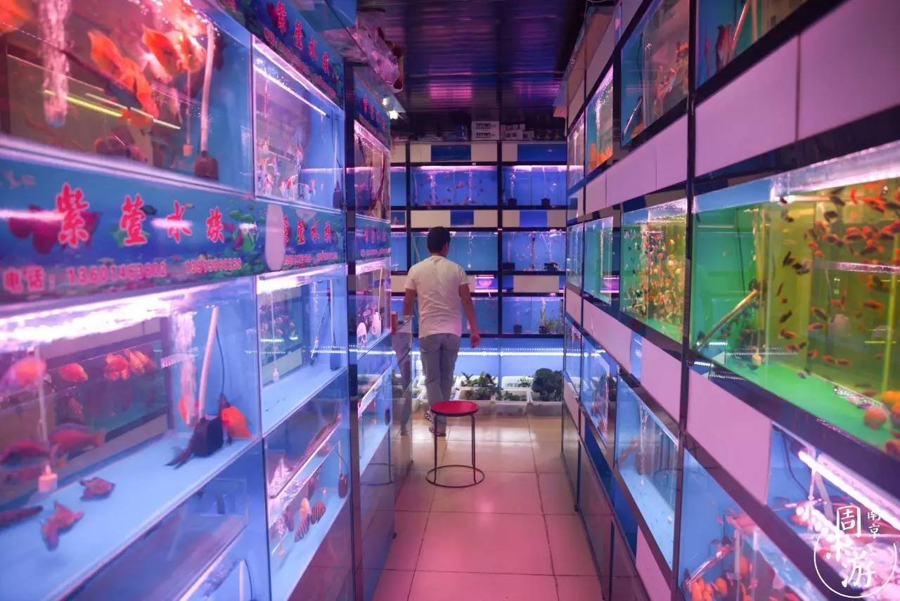 南京花鸟鱼虫市场,逛遍市场