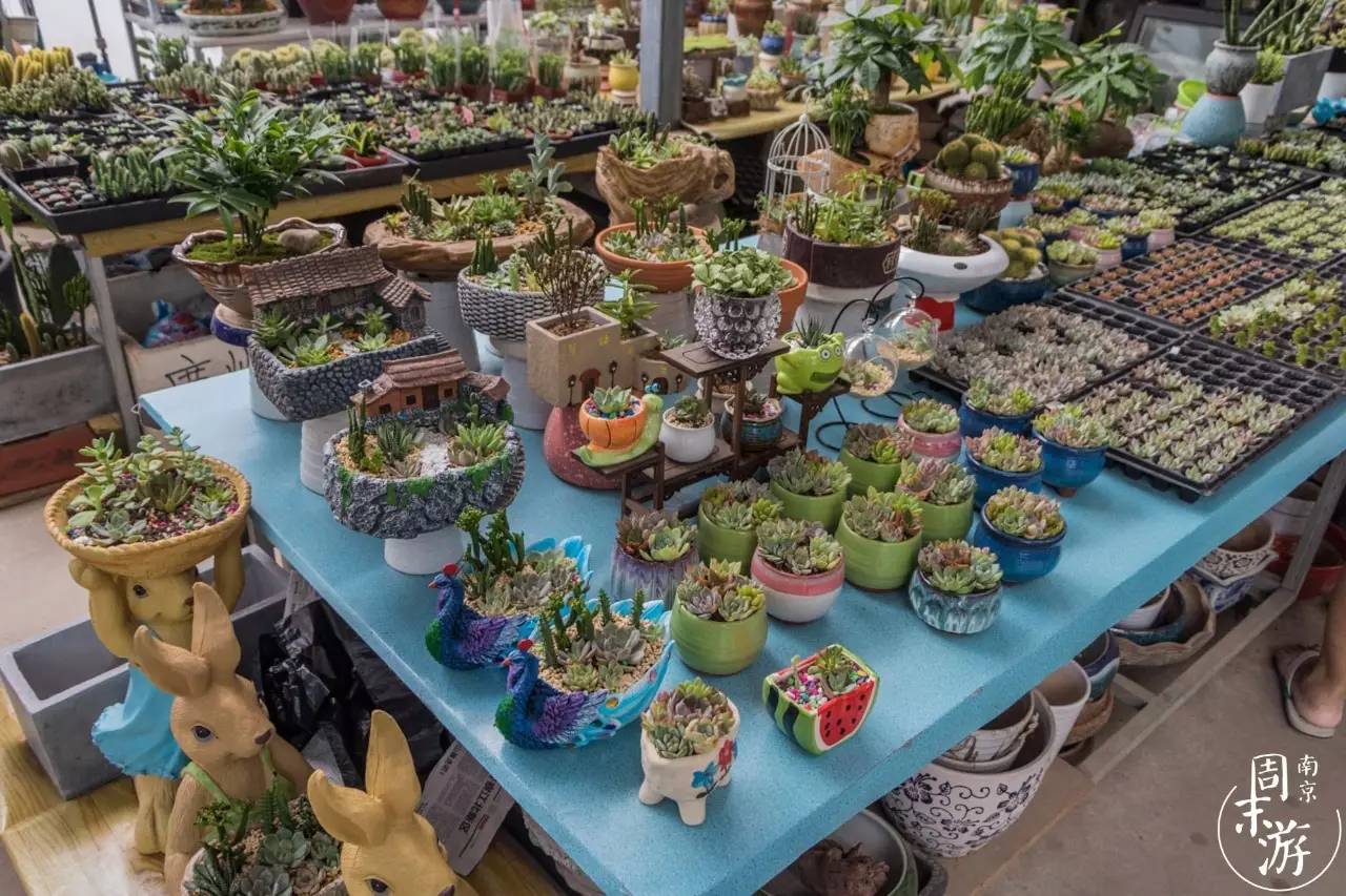 南京花鸟鱼虫市场,南京最大的花鸟虫市场