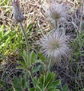 潮汕青草药书大全,潮汕青草药使用大全