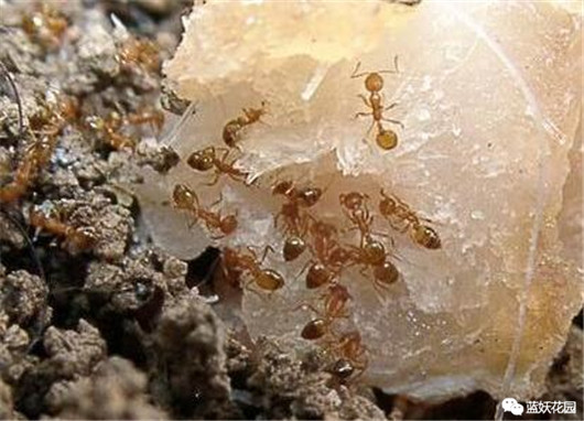 养花土里有蚂蚁怎么处理,养花的土里有蚂蚁怎么处理