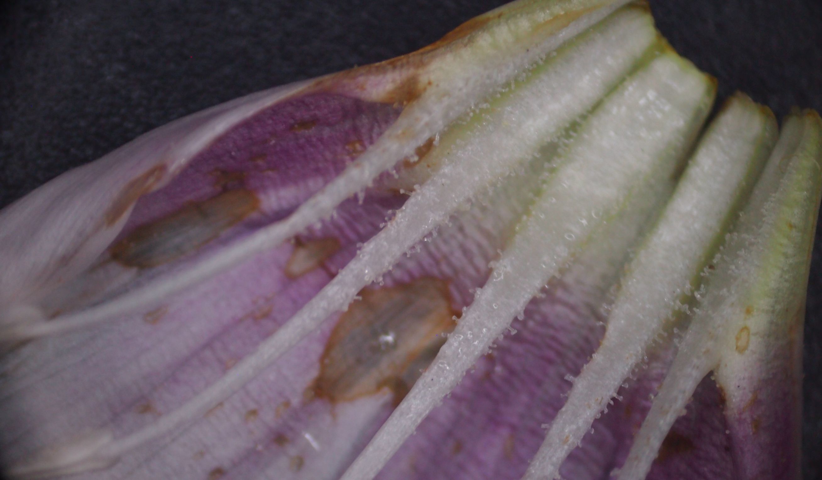 旋花：篱天剑斩妖除魔，大喇叭高奏凯歌